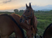 3 unbroken TB mares for sale