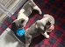 2 boys for sale