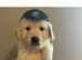 3 Gorgeous golden retriever males for sale