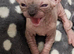 Beautiful Sphynx Kittens (Boy & Girl)