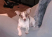 Adult jack Russell
