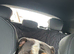 French-British bull dog mix