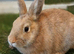 LAST Beautiful female bunny looking for their new homes!