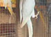 Cocktails lovebirds