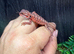 Baby Red Monster Bearded Dragons