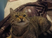 Tabby cat lovely looking for.new home