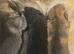 Tamaskan Puppies