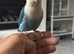 Hand tame love bird
