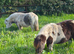 Pair of Miniature Shetland Ponies for companionship or pets