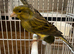 X2 Spanish raza canary&rsquo;s