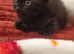 2 Male playful kittens