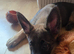 German sheperd x belgium mallinois (10 weeks)