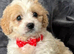 F1 Cavapoo’s ready to go - 1 boy & 3 girls