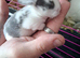 Mini lop baby ready to reserve