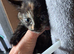 Kitten in need of new home