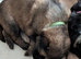2 female left out of litter of 8 German shepherd