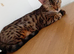 Beautiful brown female bengal