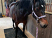 Maesmynach Bred 3yo Mare