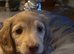 KC Reg Miniature Longhaired Dachshunds, Exceptional Champion Bloodlines &laquo;
