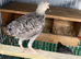 2 Modern game bantam cockerels