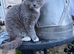 Beautiful thick coat cat