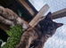 Tica registered black smoke mainecoon