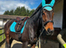7year old 16.1 bay gelding throughbred