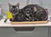 TICA registered Bengal