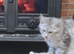 Light Grey Maine coone female