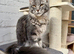 TICA full pedigree Maine coon Girls