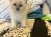 Ragdoll kittens