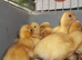 QUALITY CALL DUCKLINGS FOR SALE.