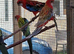 Dna sexed rosellas