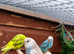 5 young budgies for sale in Maidstone
