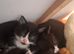 5 kittens
