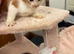 Ragdoll kittens