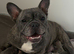 French Bulldog Puppy