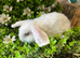 Gorgeous pure Mini lops and mini lion lops