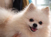 Proven Cream Pomeranian Stud &ndash; Double Coated & Healthy
