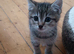 Kittens for rehoming