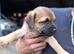 Border terrier pup's two dogs & two biches.