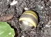 3- Bumblebee millipedes