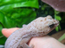 Oreo Patternless Fat Tail Gecko at Birmingham Reptiles