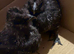 Silkie cross chicks