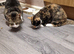 Beautiful loving older cat