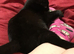 Fully tamed litter trained female cat