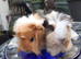 2 baby sows