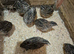 Jumbo Japanese quail for sale