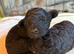 Stunning Maltipoo puppies
