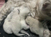 FEMALE RAGDOLLS